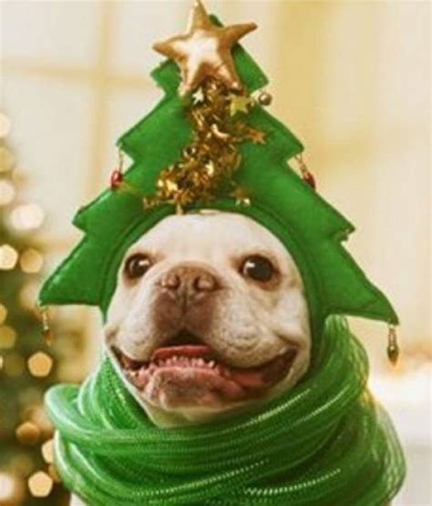 Top 10 Funny Festive Dogs Dressed As Christmas Trees