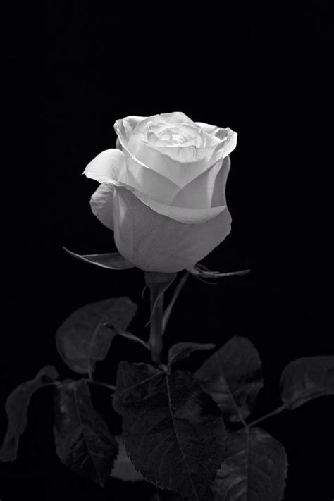 Black And White Rose Aesthetic 4k Wallpapers Wallpaper Cave