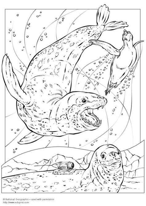 Check out our leopard seal selection for the very best in unique or custom, handmade pieces from our shops. Dibujo para colorear Foca leopardo - Img 5743