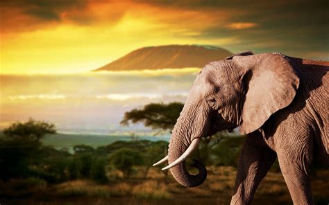 Elephant Sunset Wallpapers Top Free Elephant Sunset Backgrounds Wallpaperaccess