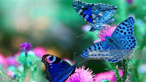 Butterfly Hd Wallpapers Best Background Butterfly Images High Res Stock Photo Getty Images