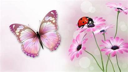 Ladybug Lady Bug Wallpapers Butterfly Backgrounds Freecreatives
