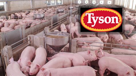 Tyson Foods Will Shut Us Pork Plant As More Workers Catch Covid 19