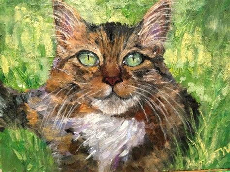 Maine Coon Kittens Dallas Texas french bulldog rescue ...