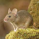 Rodent Images Pictures