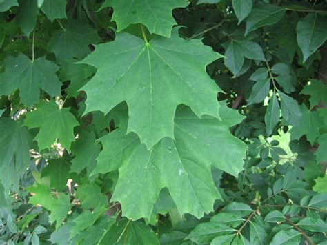 Norway Maple Acer Platanoides Credit Valley Conservation Credit