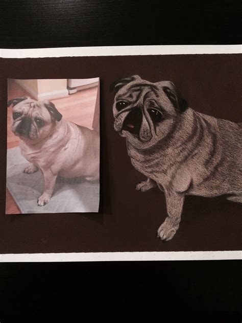 Colored Pencil Drawing Of Pug Colored Pencil Drawing Pencil Drawings
