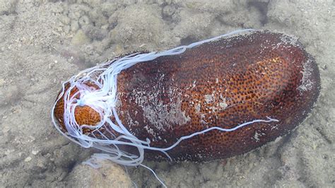 The Bizarre And Disturbing Life Of Sea Cucumbers