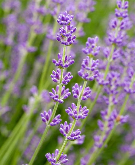 Lavender Varieties To Grow In Your Garden