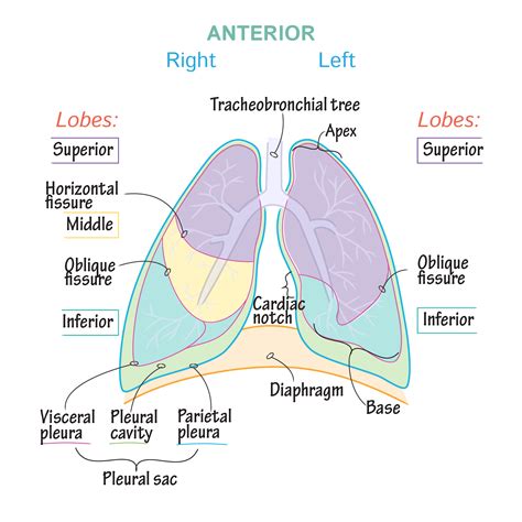 Anatomy Of Pleura Anatomy Drawing Diagram
