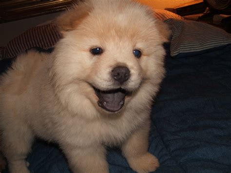 Chow Chow Husky Mix Puppy