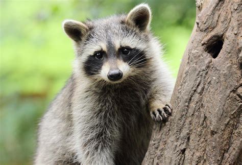 Invasive Raccoons Wreaking Havoc On Europes Wildlife