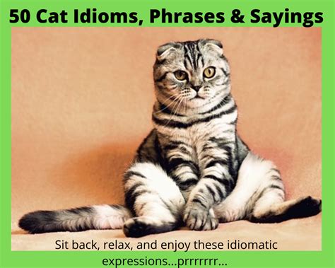 Cat Idioms And Phrases Absolute