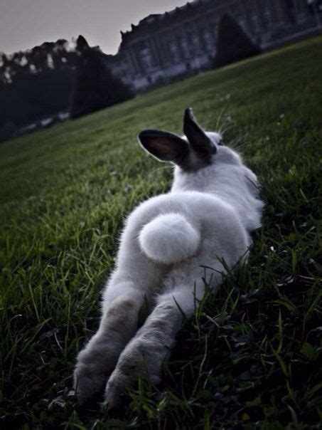 Bunny Rabbit Lying On Grass Stretched Out Showing Its Cotton Tail
