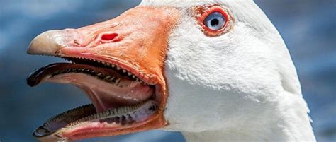 A Look Into A Gooses Mouth Reveals The “tomia”little Teeth That Are