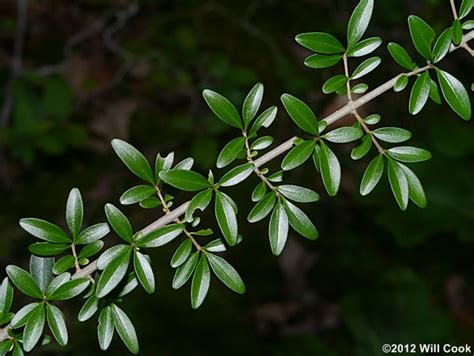Waxy Leaf Privet Ligustrum Quihoui
