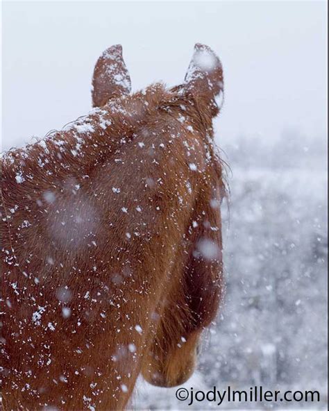 Photographing Horses In The Snow Jody L Miller Horse Photography