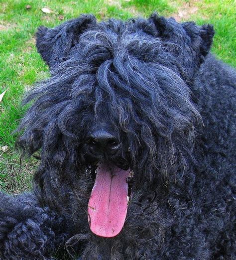 Kerry Blue Terriers The Adventures Of Buster Persephone Bailey