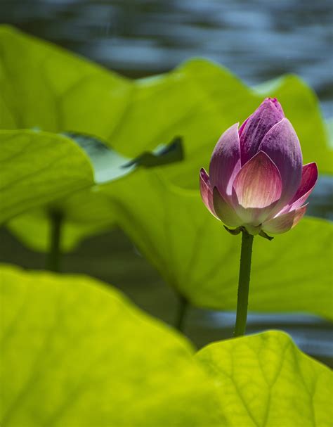 Flower Bud Lotus Water Lily Pink Free Photo On Pixabay Pixabay