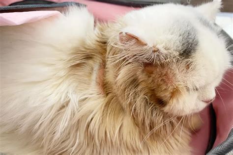 5 Reasons Why Your Cat Is Losing Hair Palos Animal Hospital