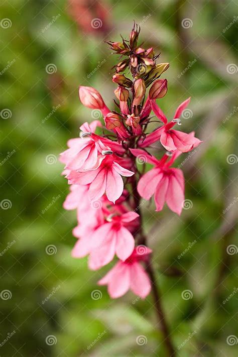 Tall Pink Flower In Garden Stock Image Image Of Petals 26745181