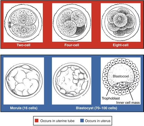 Embryonic Development · Anatomy And Physiology