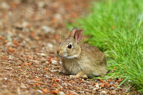 Wa Redmond Eastern Cottontail Baby Rabbit Sylvilagus Floridanus