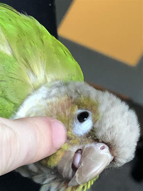 The Tongue Rconures