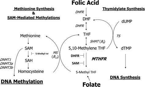 Folic Acid Metabolism This Schematic Shows The Process By Which