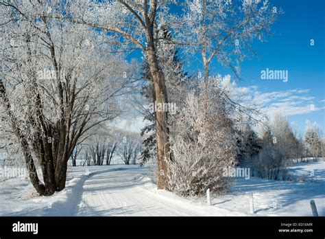 Hoar Frost On Trees Along Lane Stock Photo Alamy
