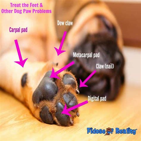 Dog Paw Care Professional Tips And Advice Fidose Of Reality