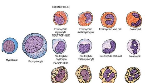 Leucopoeisis Development Of Granulocyte And Monocyte By Dr Chandan