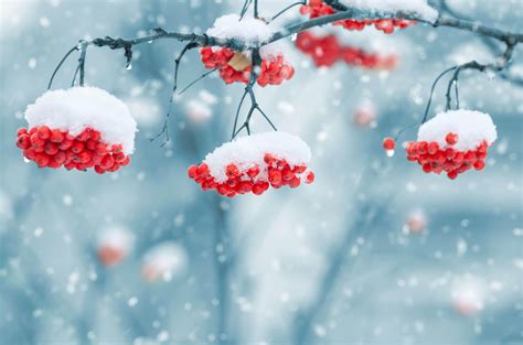 Nature Snow Wallpapers Top Free Nature Snow Backgrounds WallpaperAccess