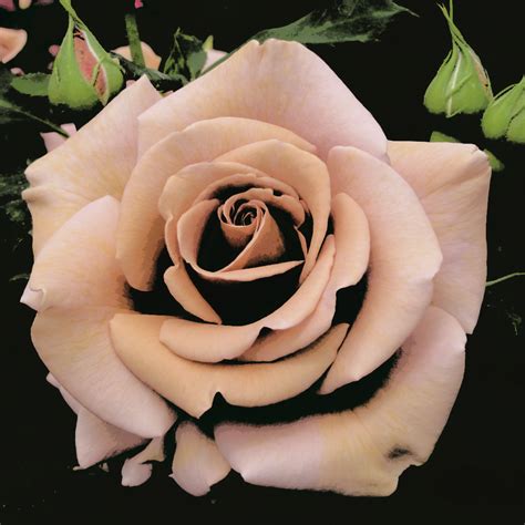 Hedging Rose Floribunda Soul Sister 175mm Pot Dawsons Garden World