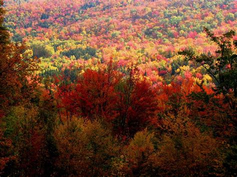 Fall Colors On Mt Washington Photos Diagrams And Topos Summitpost