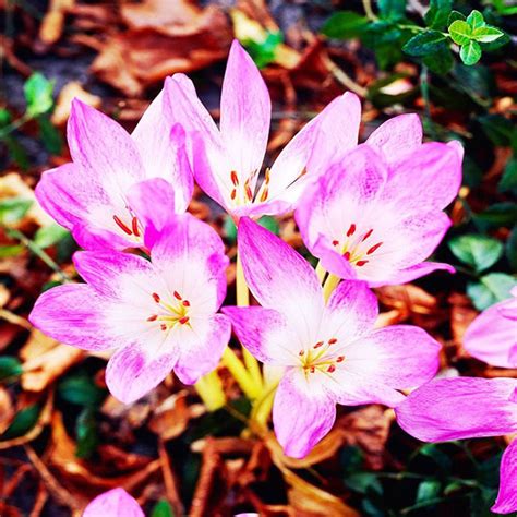 Japanese manufacturers and suppliers of flower bulbs from around the world. Zimowit (Colchicum) Lilac Wonder 1 szt. | SPRING FLOWER ...