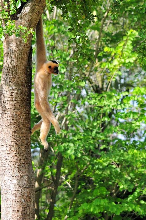 Monkey Hanging From A Tree Royalty Free Stock Photo Image 21283565