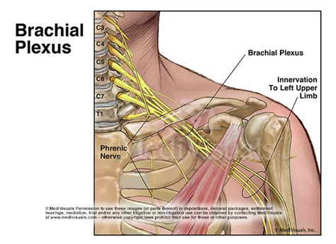 Understanding The Brachial Plexus Injury Part Medivisuals Inc