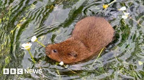 Water Voles Could Be Reintroduced To Braunton Marshes Bbc News