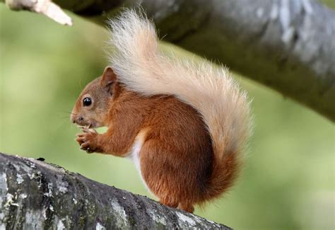 Watch Saving Scotlands Red Squirrels In Plea For Volunteers