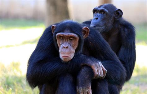cientistas desvendam por que os seres humanos falam e os outros primatas não banda b
