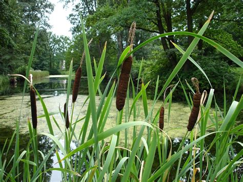 Common Cattail Plants Of Connecticut · Inaturalist