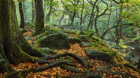 England Forest National Park Trees With Roots Stone And Moss During