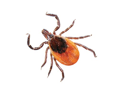 Tick Insect Transparent Clip Art Background Png Play