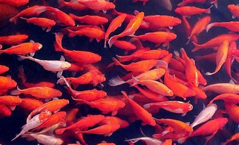 How To Raise Koi Fish Look At These Methods Pet Knowledge