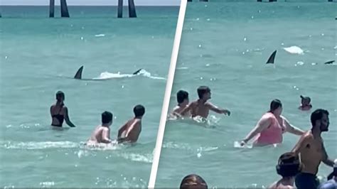 Florida Beachgoers Surprising Reaction To Enormous Shark Leaves Onlookers Baffled