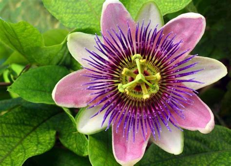 11 Of The Most Unusual Flowers On The Planet Unusual Flowers Passion