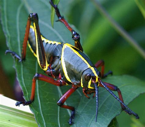 Check spelling or type a new query. Another Grasshopper (nymph stage) | Flickr - Photo Sharing!