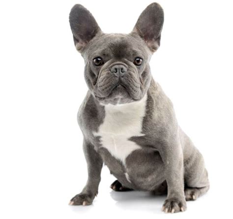 Find out the prices of the french bulldog and all the costs of it maintenance. The Ultimate French Bulldog Cost Guide (with Calculator ...