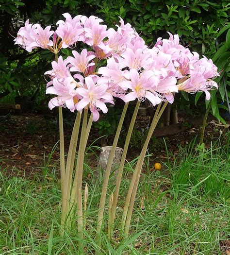 How To Grow Resurrection Lily Surprise Lily Long Stem Flowers Lily